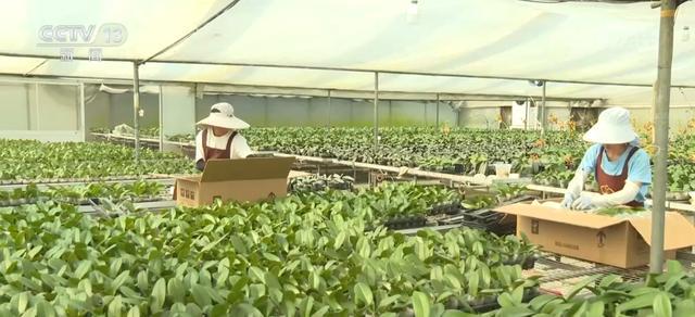 齐头并进 新品添巧思催热“年经济”新热力AG真人登录“创意+科技”“传统+新潮”(图3)