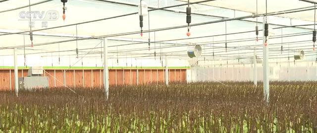 齐头并进 新品添巧思催热“年经济”新热力AG真人登录“创意+科技”“传统+新潮”(图8)