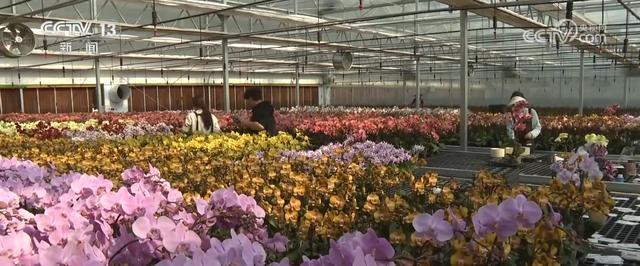 齐头并进 新品添巧思催热“年经济”新热力AG真人登录“创意+科技”“传统+新潮”(图18)